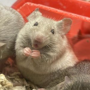 Meet your Posher, Lisset